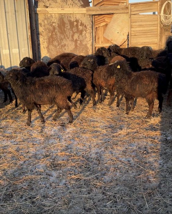 Тоқтылар сатылады