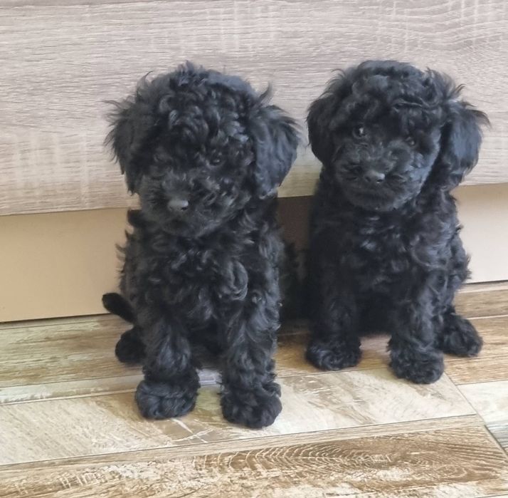 Той Пудел МИНИ пудел