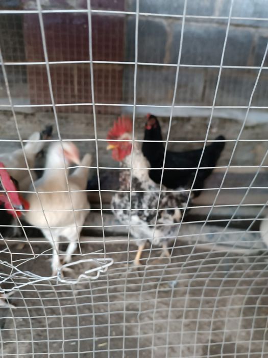 Куры тауықтар ,қораз