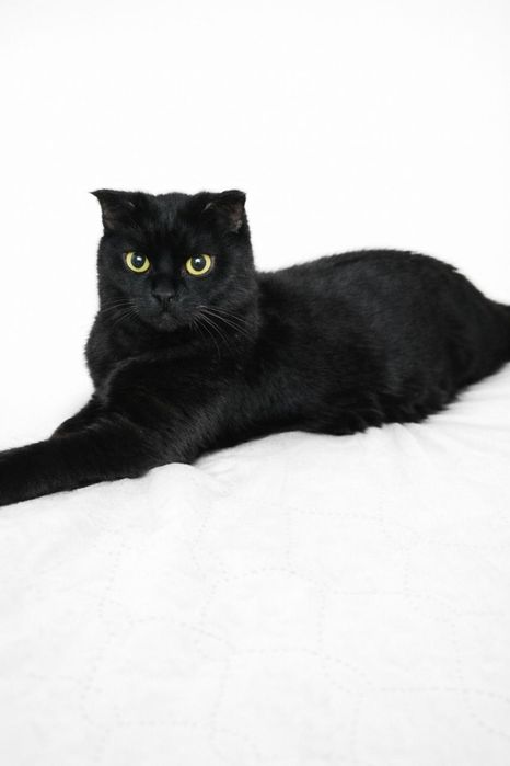 Багира ищет семью