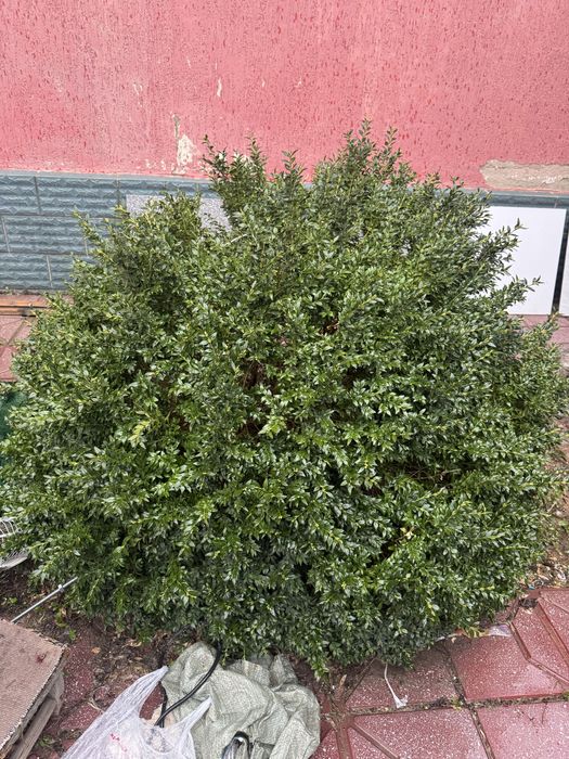 самшит вечнозелёный