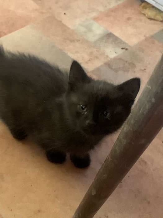 Отдам котенка в хорошие руки! Г ШУ