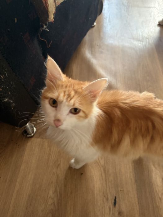 Кошечка и котики в добрые руки