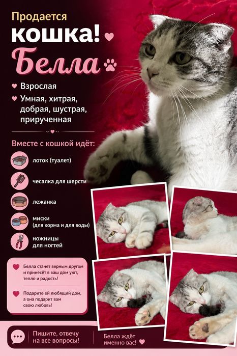 Продаётся кошка!    Мысық сатылады!