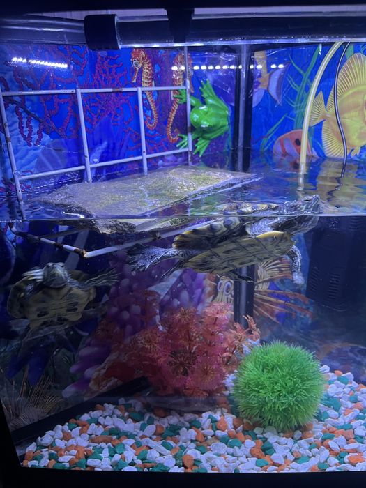 Продам красноухих черепашек