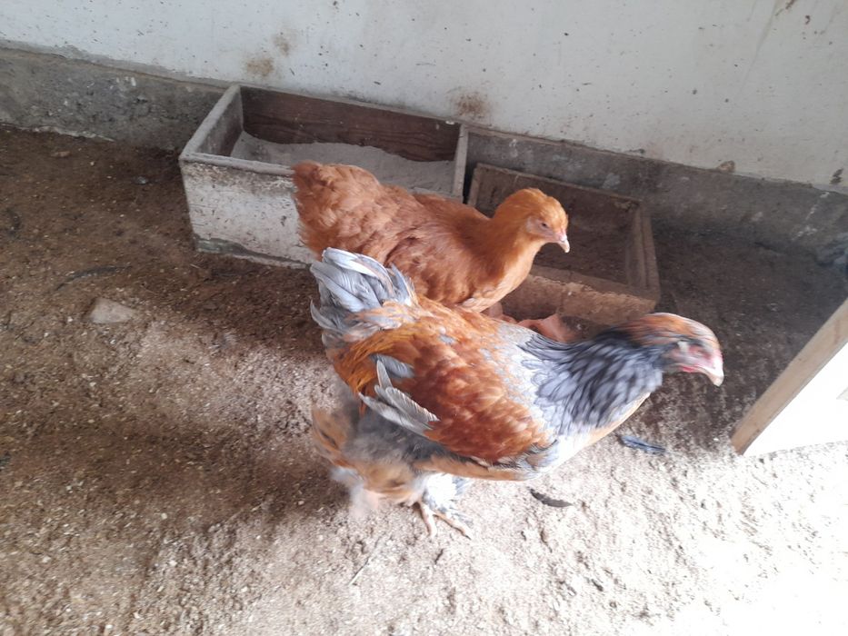 Продаются цыплята брама разного возраста от 1 до 7 месяцев