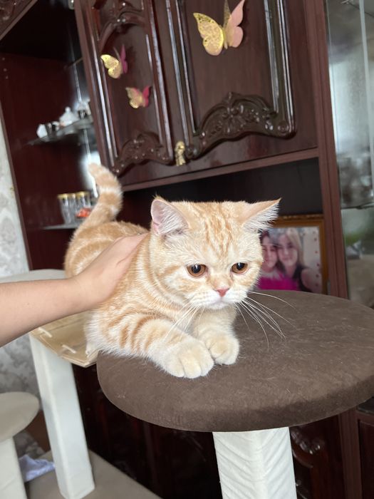 Кошка скотиш страйт