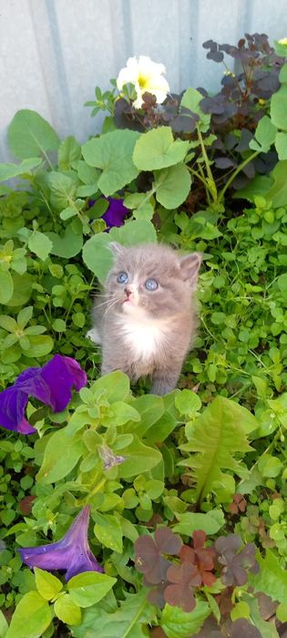 Продаются котята британчики.