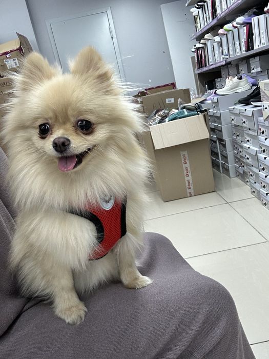 Продам шпица девочку срочно