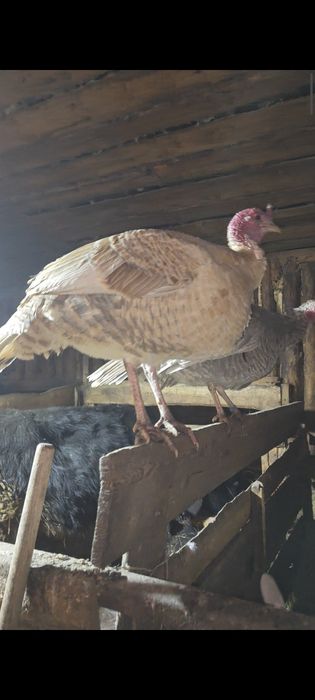 Продам индюков, описание