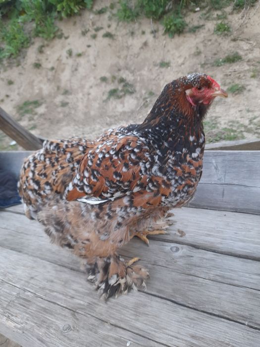 Vind pui  și ouă brahma portelan  și bobat