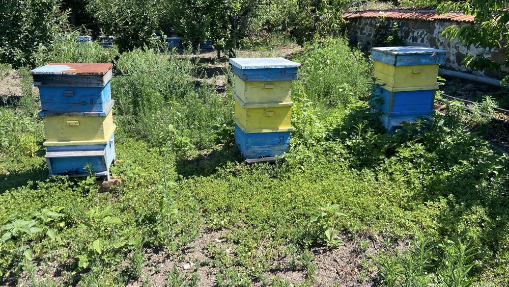 Продавам пчелни кошери и пчелни семества