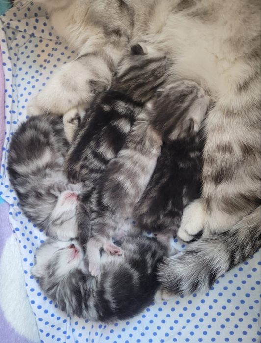 Вязка. Шотландец (скоттиш-страйт)