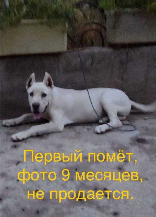 Продажа щенков итальянской породы Кане-корсо