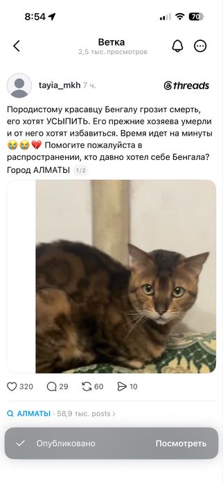 Срочно бенгал ищет дом