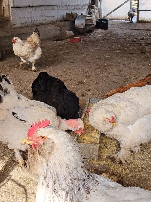 Ouă pentru incubație de găini încălțațe bărboase și cu gâtul gol