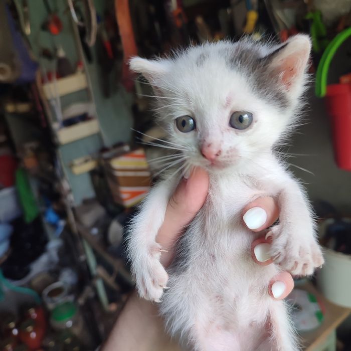 отдаются котята в добрые руки,1 месяц