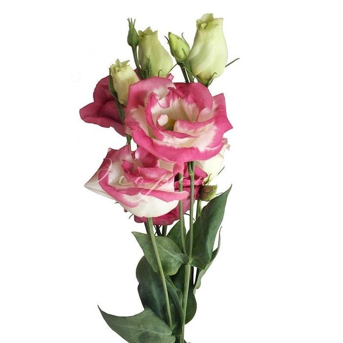 Эустома цветы рассада