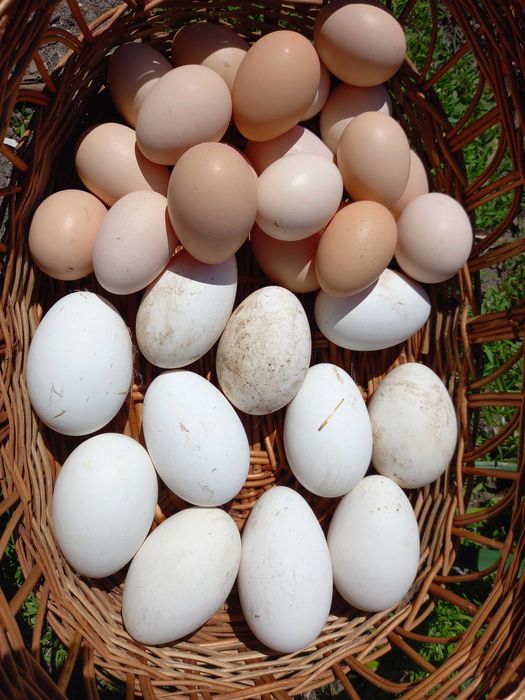 Vand oua gasca pentru incubat sau consum