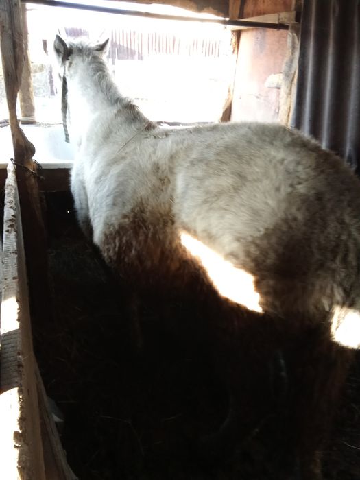 Продаю кунана  жырный