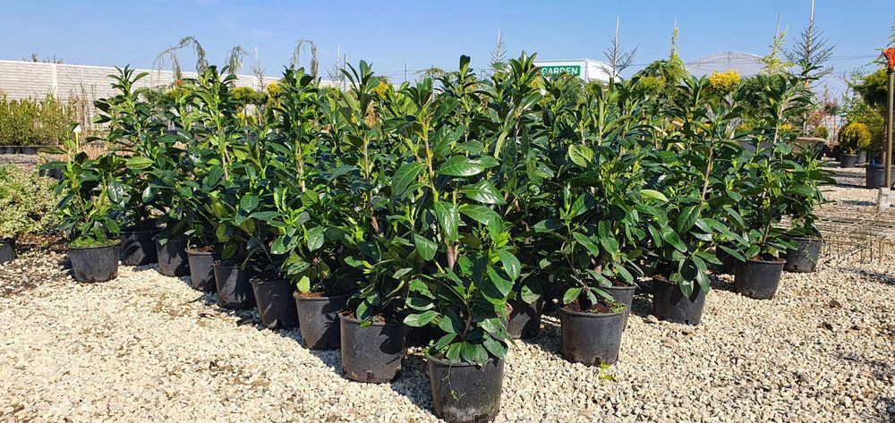 Laur Englezesc (Gard Viu )