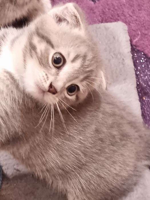 Котята скоттиш страйт
