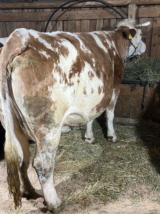 Vaca baltata romaneasca