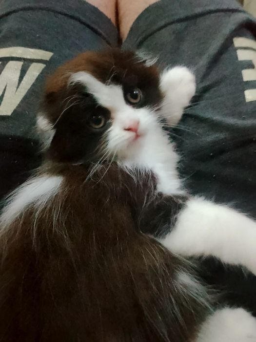 Продам вислоухие котик