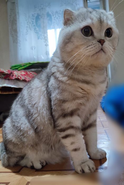 Скоттиш фолд. Кот. Вязка