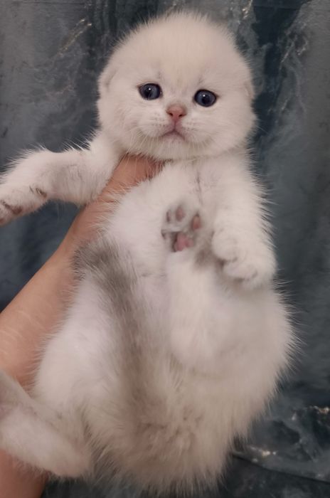 Продаются котята