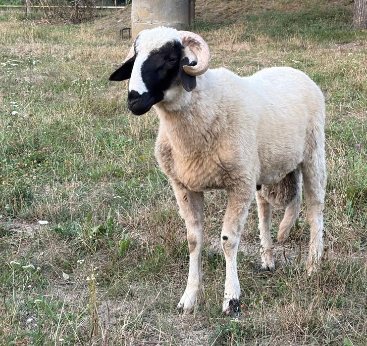Berbec breaz mior și doi berbeci de anul acesta