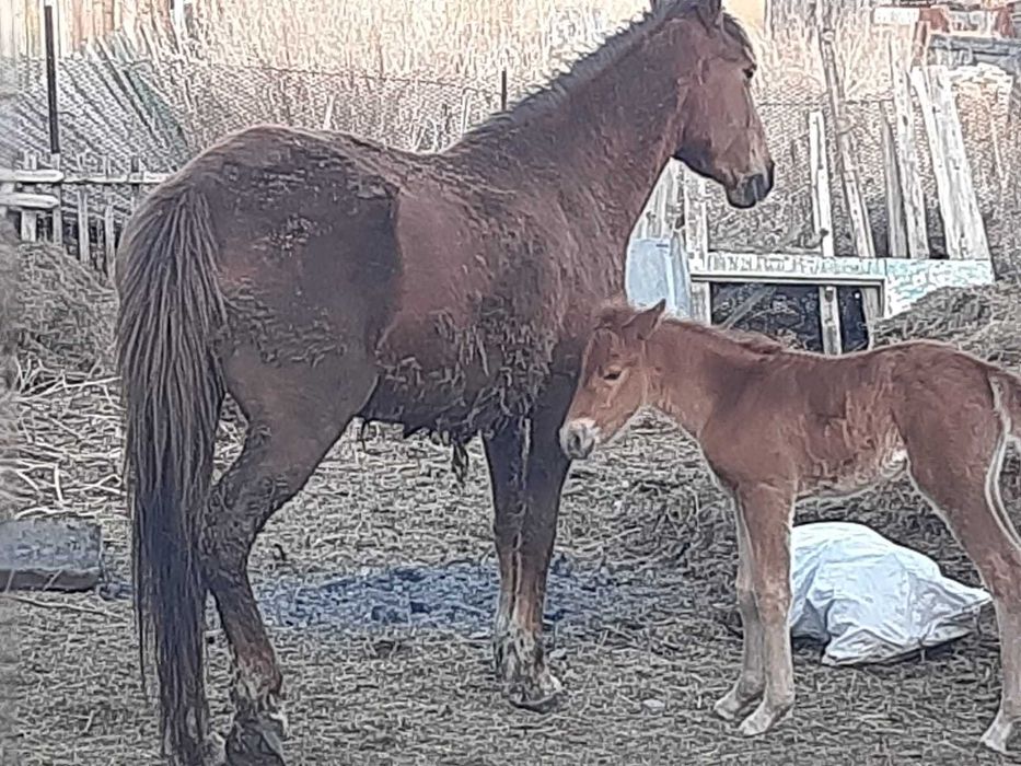 3 бас жылқы сатылады! / Продаются лошади!