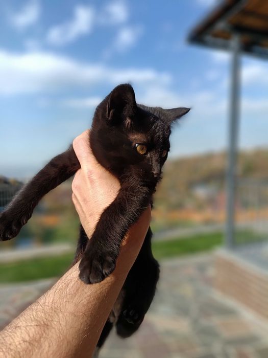 Отдам кошки котят бесплатно