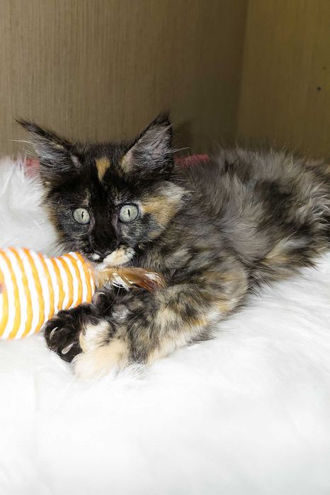 SHANEL – Fetiță Maine Coon Tortie | 3 luni | Pedigree | www.lynxrunecode.com