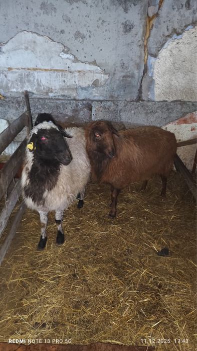 қойлар сатылады 15 бас