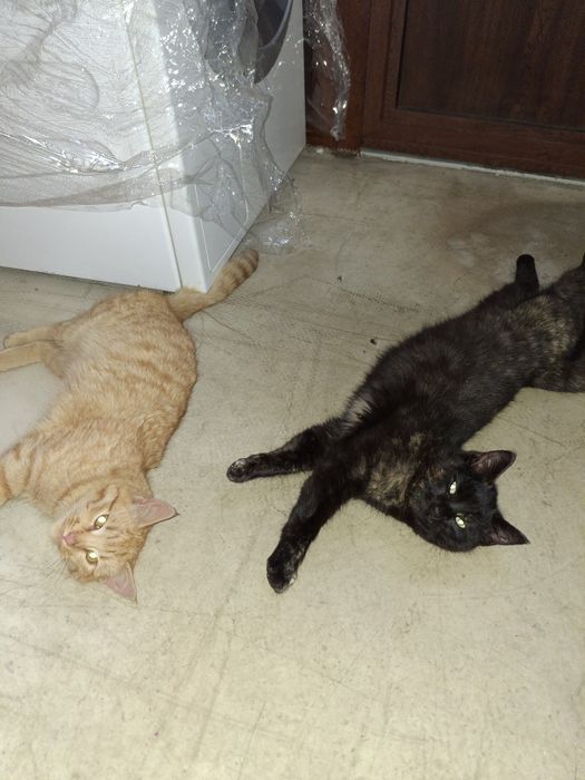 Подарявам две котки женски на 5 месеца.