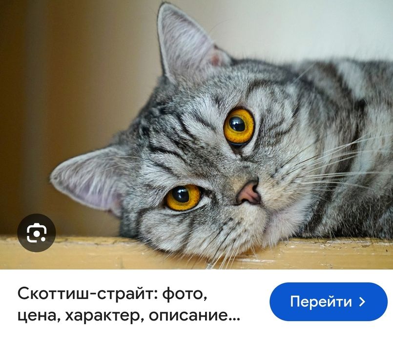 Шотландский прямоухий кот