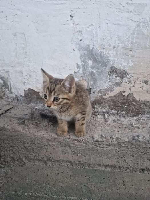Котята в хорошее руки