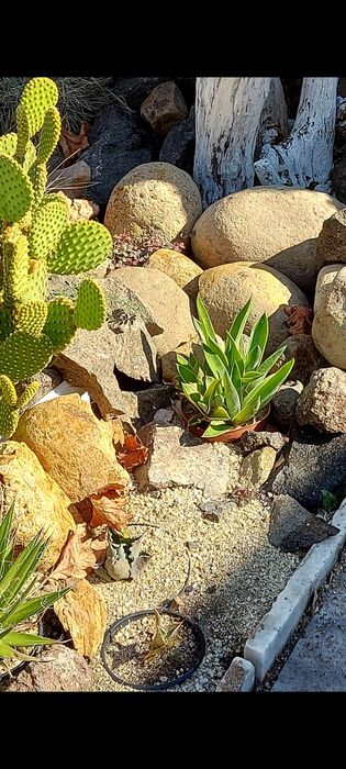 Агаве десметиана agave desmettiana