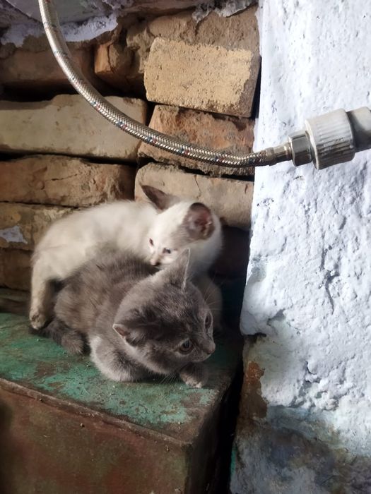 Котята  шотландские