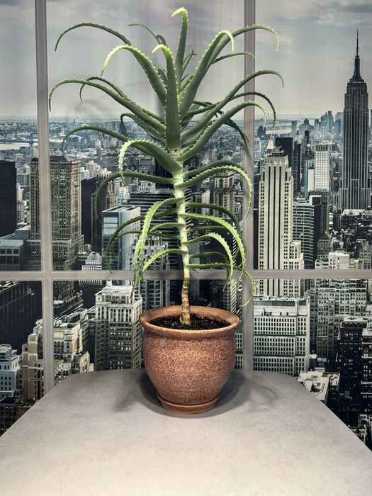 Алоэ  столетник