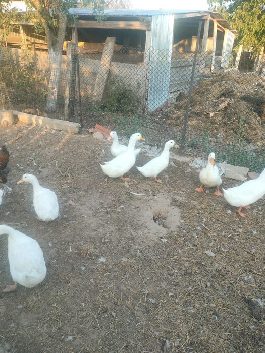 Caută casă. nouă tineret din primăvară 13 bucăți crescute natural