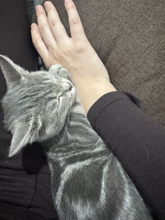 Продам котенка скоттиш