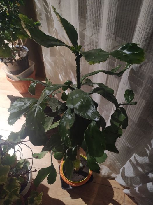 Цветы домашние. Разные.