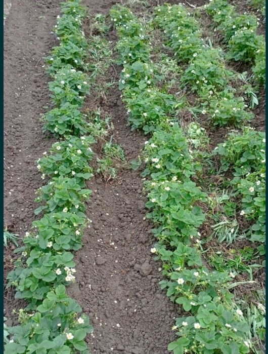 Продам дом с участком, район Акжар 2.