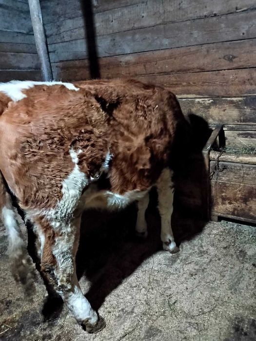 Vând junincă bălțată