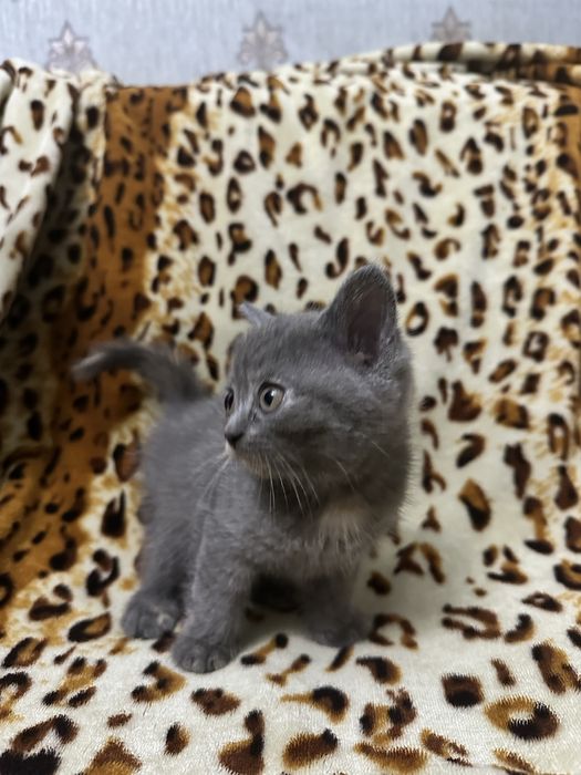 Котята британскай породы
