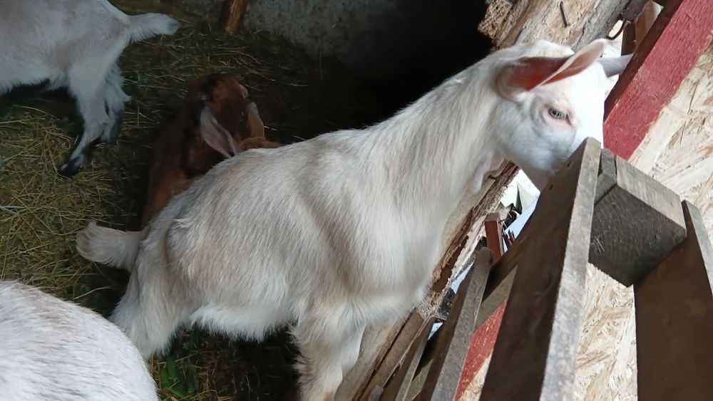 Țap Nobil German