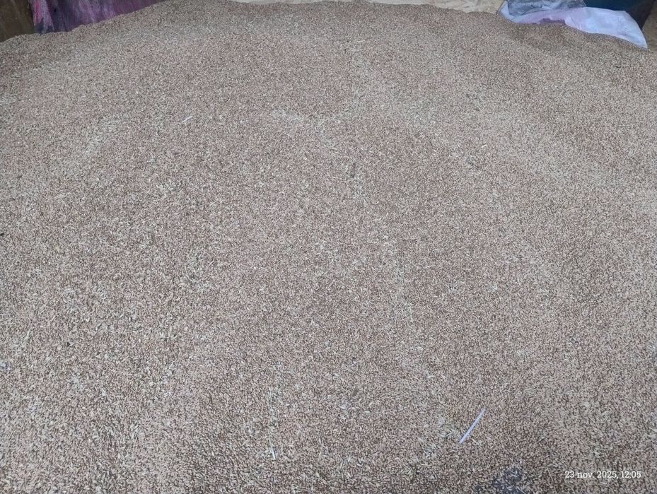 De vânzare grau 2025