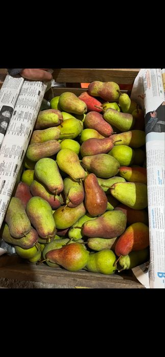 Груша талгарская красавица